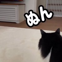 右側から後ろ姿だけ出す猫（ぬん）
