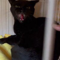 威嚇する猫