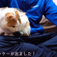 座ろうとする猫