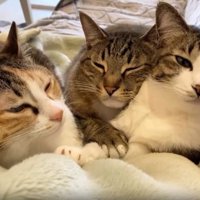 ソファーにいる猫たち