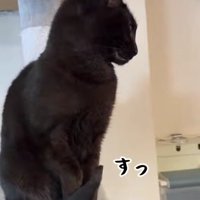 しっぽで爪を隠す黒猫
