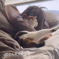 困る猫
