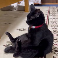 腰を曲げて人間のように座る猫