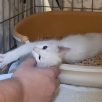 伸びる子猫