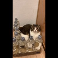 こちらを向いた姿