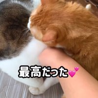 キジ白猫を舐め始める茶白猫