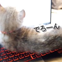 キーボード上ででろーんと横になった子猫