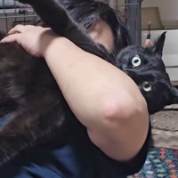 目を見開く猫