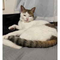 寝ている猫