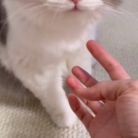 飼い主を見つめる猫