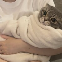 タオルにくるまれるマンチカン