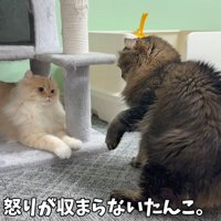 ケンカする猫