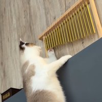 ウインドチャイムに前足を当てる猫