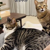 ママの膝の上でくつろぐキジ白猫と順番を待つキジトラ猫