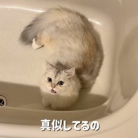 バスタブの中で鳴く姉ミヌエット