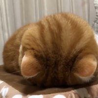 うつ伏せになっている猫の頭頂部（正面）