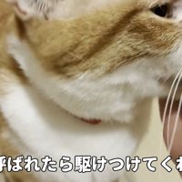 ぺろり