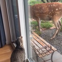 鹿に話しかける猫