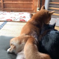 寄り添うふたりの後ろ姿