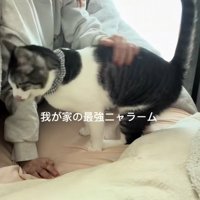 起きた飼い主と猫