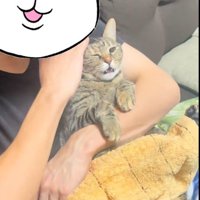 人に抱かれている猫