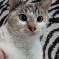顔に模様がある猫の顔