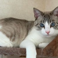 くつろいでいる猫