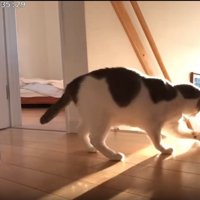 子猫を守る猫
