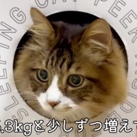 元気になってきているぽこまる