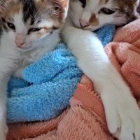 毛布の上でくっつく3頭の猫