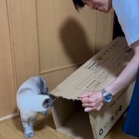 中を覗く猫