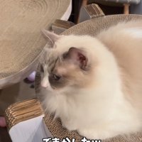 横目でチラ見する猫