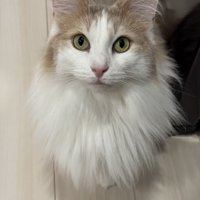 飼い主を見上げる猫
