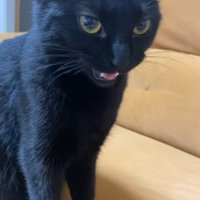 飼い主を見て返事をする黒猫