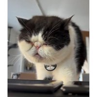 室内にいる猫