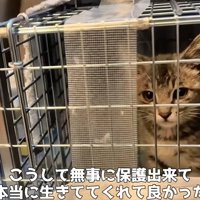 捕獲機に入った子猫3
