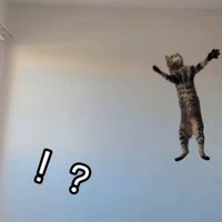 ジャンプしている猫