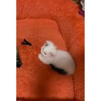 座っている子猫