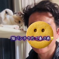 弟に向かって手を振り上げる三毛猫