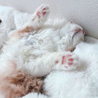 毛布の上で眠る茶白猫