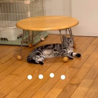 テーブルの下で横たわり続ける猫