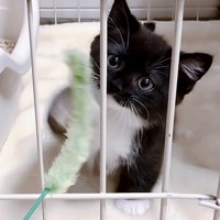 おもちゃを見つめる子猫