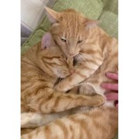 室内にいる猫たち