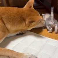 子猫をお世話する犬