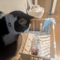 キャットタワーの上から赤ちゃんを見つめる猫