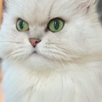 前を向く猫