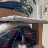 威嚇する下段の猫