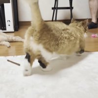猫ちゃんの後ろ姿（画面右上にパパさんの足、左側にもう一匹の猫ちゃん）