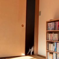 扉を出て行く猫