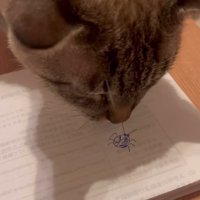 虫の絵に顔を近づける猫